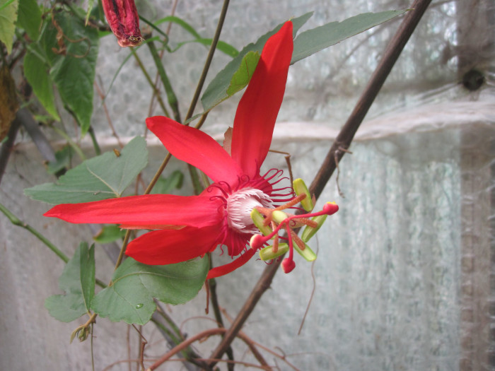시계초 - passion flower, Passiflora caerulea