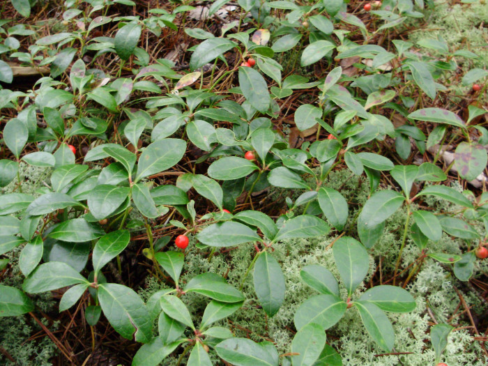 가울테리아 - Teaberry, Wintergreen, Checkerberry, Gaultheria procumbens L.