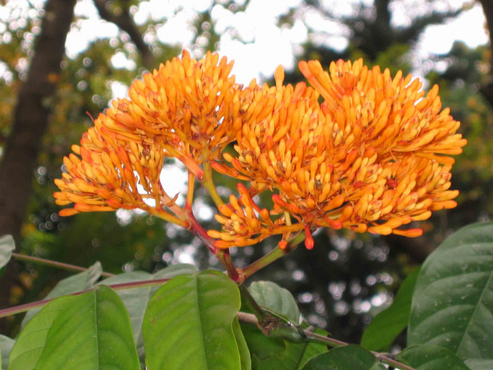 아소카나무 - Ashok, Asoka-tree, Saraca indica L.