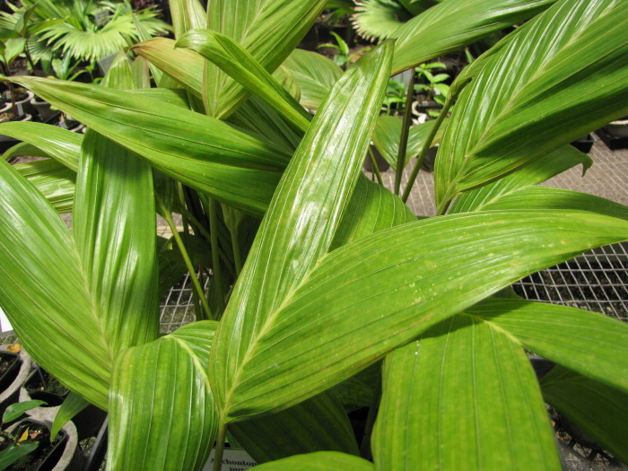 퍼플 킹 야자 - Mount Lewis King Palm, Purple King Palm, Purple Piccabean Palm, Archontophoenix purpurea