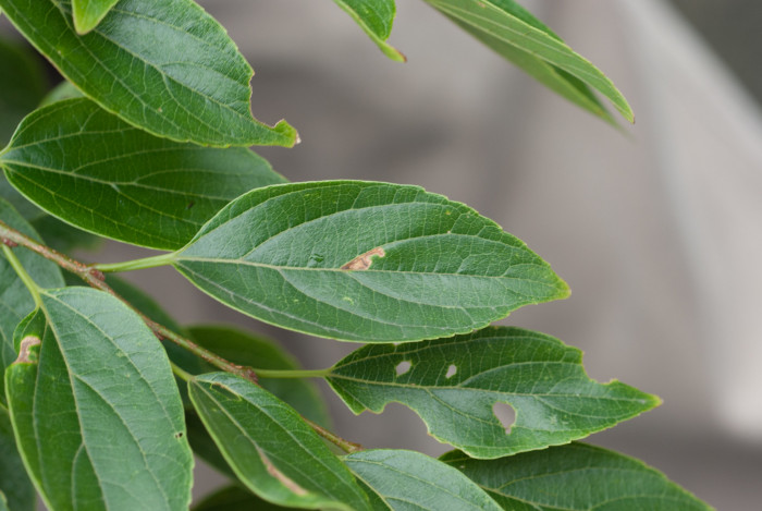 팽나무 - Chinese Hackberry, Celtis sinensis Pers.