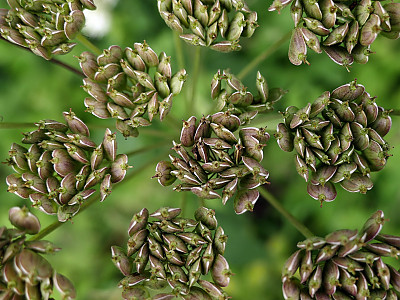 아니스 사진 - Pimpinella anisum L. Photos