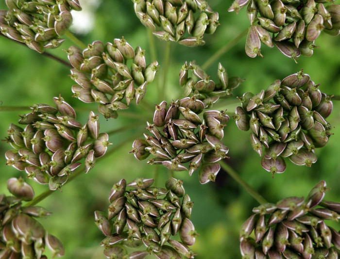 아니스 - anise, Aniseed, Anise Burnet Saxifrage, Pimpinella anisum L.