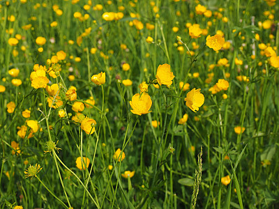 산미나리아재비 사진 - Ranunculus acris L. Photos