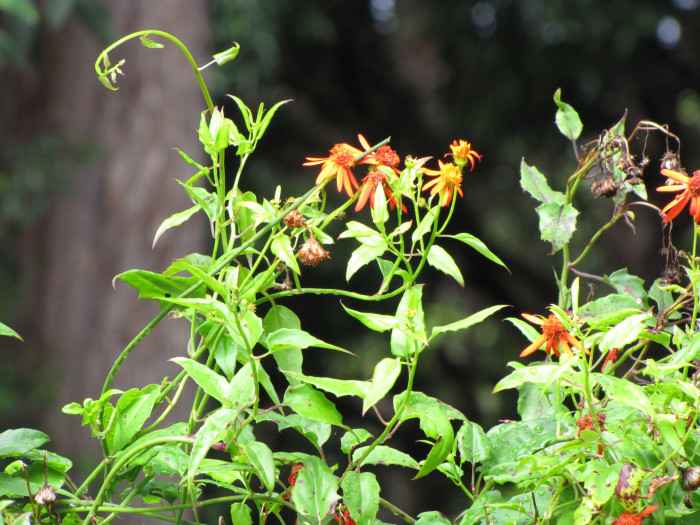 멕시칸 플레임바인 - Mexican flamevine, Orange-flowered groundsel, Pseudogynoxys chenopodioides