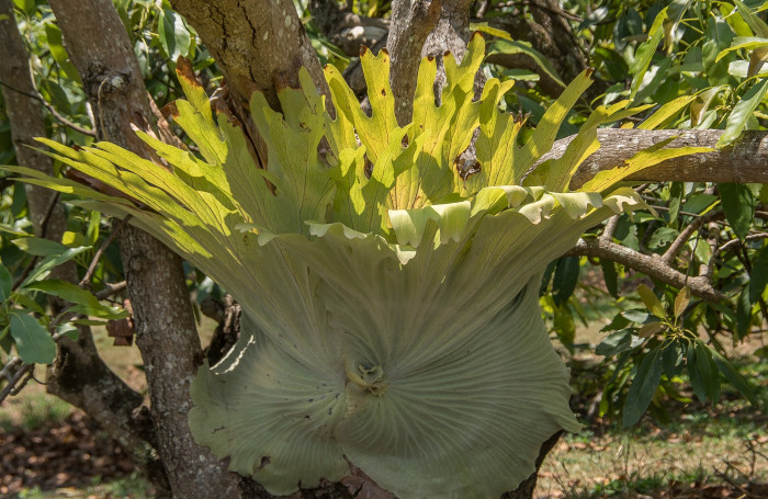 박쥐난 - staghorn fern, Platycerium bifurcatum