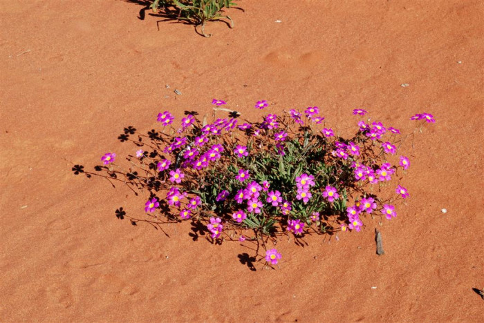 칼란드리니아 - Calandrinia spp.