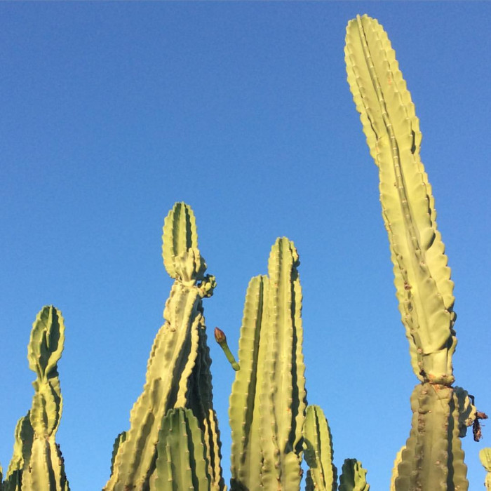귀면각 - Peruvian apple, Apple cactus, Cereus peruvianus Mill.