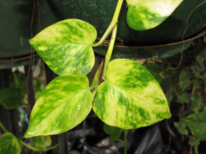 골든포토스 - Pothos, Golden pothos, Epipremnum Scott