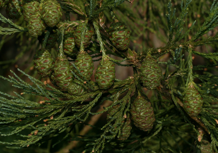 자이언트 세콰이어 - Giant Sequoia, Sequoiadendron giganteum