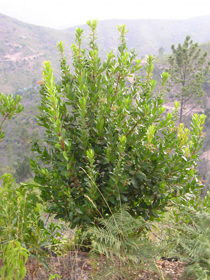 딸기나무 - Strawberry Tree, Arbutus unedo
