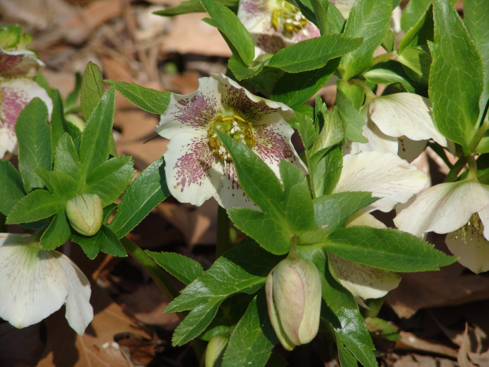렌텐로즈 - lenten rose, Helleborus orientalis