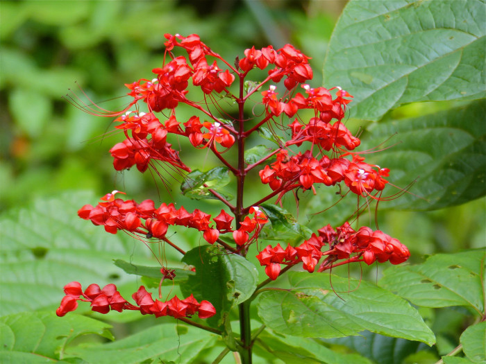 용선화 - Pagoda Flower, Pyramid flower, Temple flower, Clerodendrum paniculatum