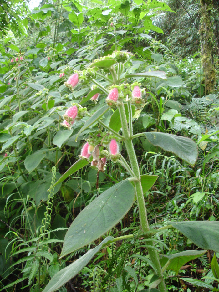 코레리아 - Manchu, Kohleria spp.