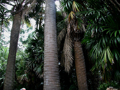 칠레와인야자 사진 - Jubaea chilensis (Mol.) Baill. Photos