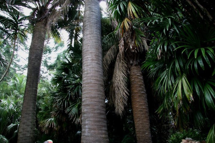 칠레와인야자 - Chilean wine palms, Jubaea chilensis (Mol.) Baill.