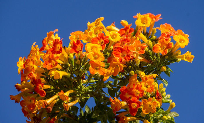 마멀레이드부시 - Marmalade Bush, Orange Browallia, Streptosolen jamesonii