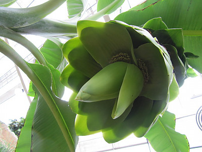 스노우 바나나 사진 - Ensete glaucum Photos