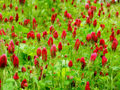 진홍토끼풀 사진 - Trifolium incarnatum L. Photos