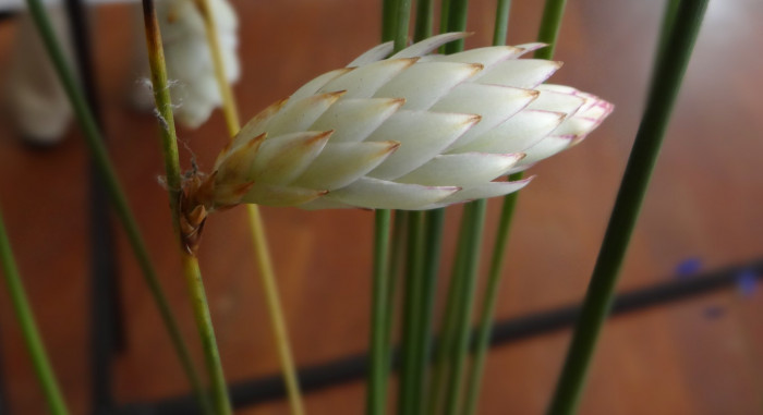 후드릴리 - Hooded Lily, Johnsonia lupulina
