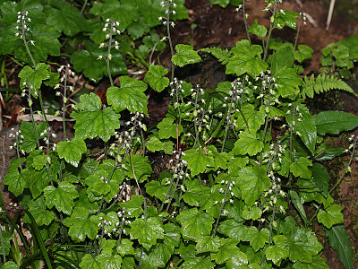 헐떡이풀 사진 - Tiarella polyphylla D.Don Photos