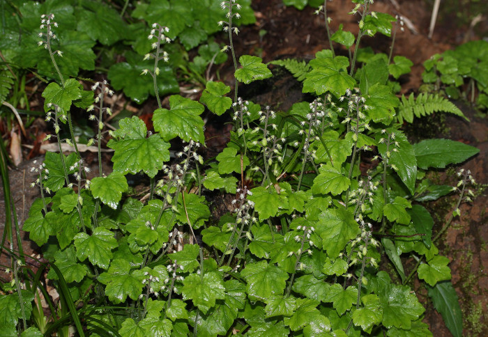 헐떡이풀 - Tiarella polyphylla D.Don