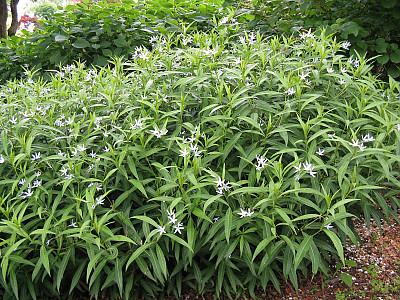 정향풀 사진 - Amsonia elliptica (Thunb.) Roem. & Schult. Photos