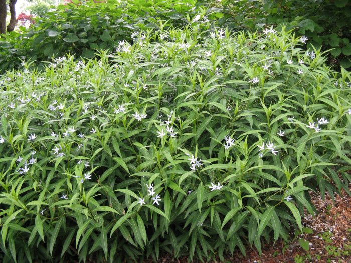 정향풀 - Amsonia elliptica (Thunb.) Roem. & Schult.