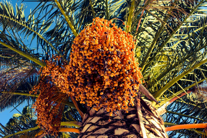 대추야자 - date palm, Phoenix dactylifera
