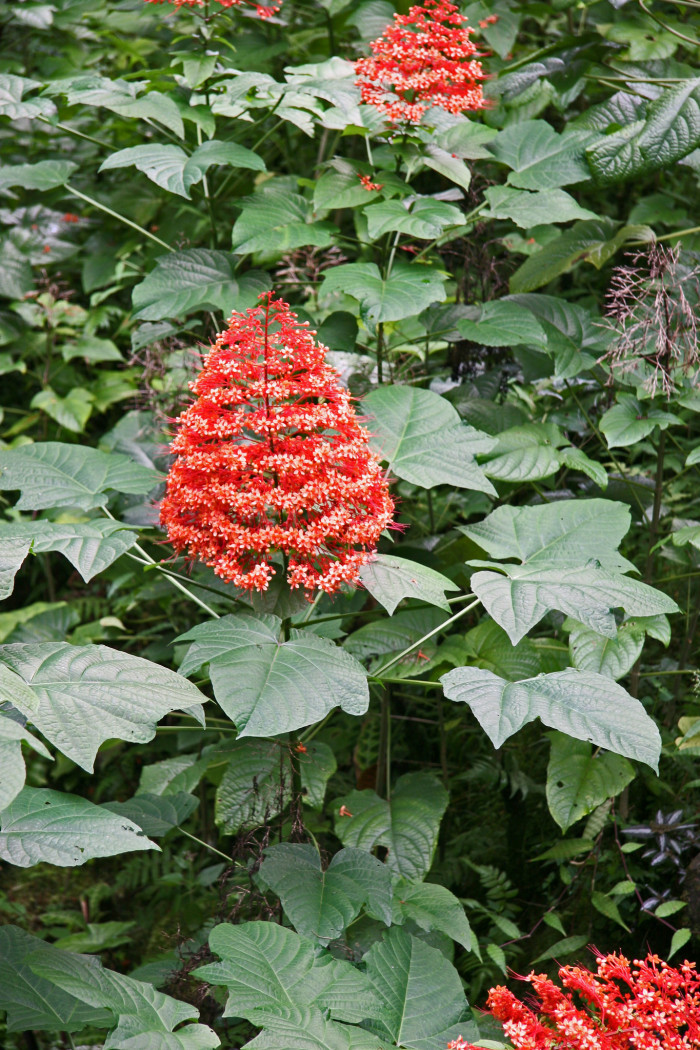 용선화 - Pagoda Flower, Pyramid flower, Temple flower, Clerodendrum paniculatum
