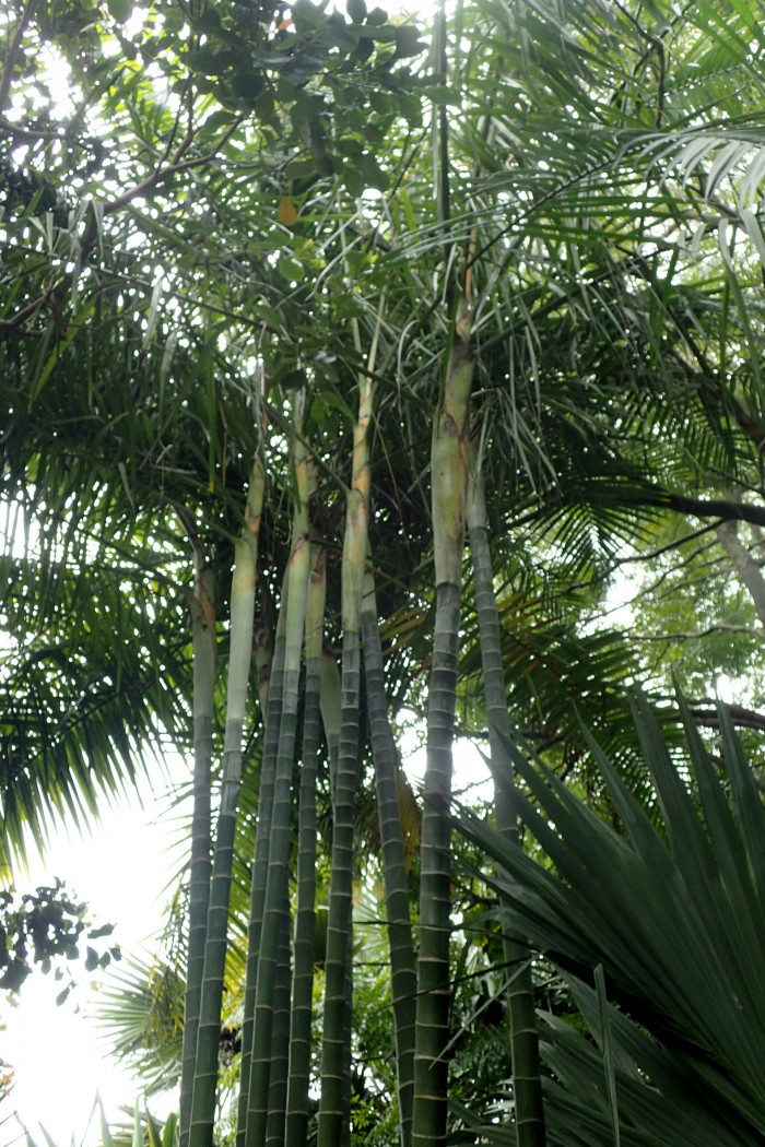 사탕수수야자 - Sugar Cane Palm, Dypsis baronii