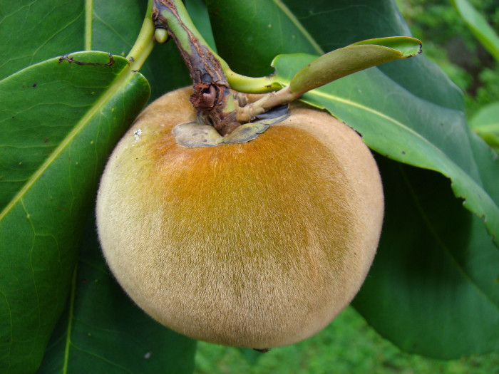 벨벳애플 - Diospyros blancoi