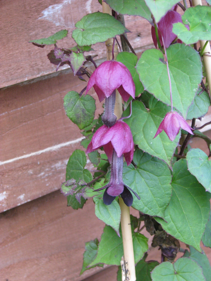로도치톤 - Purple bell vine, Rhodochiton Atrosanguineus