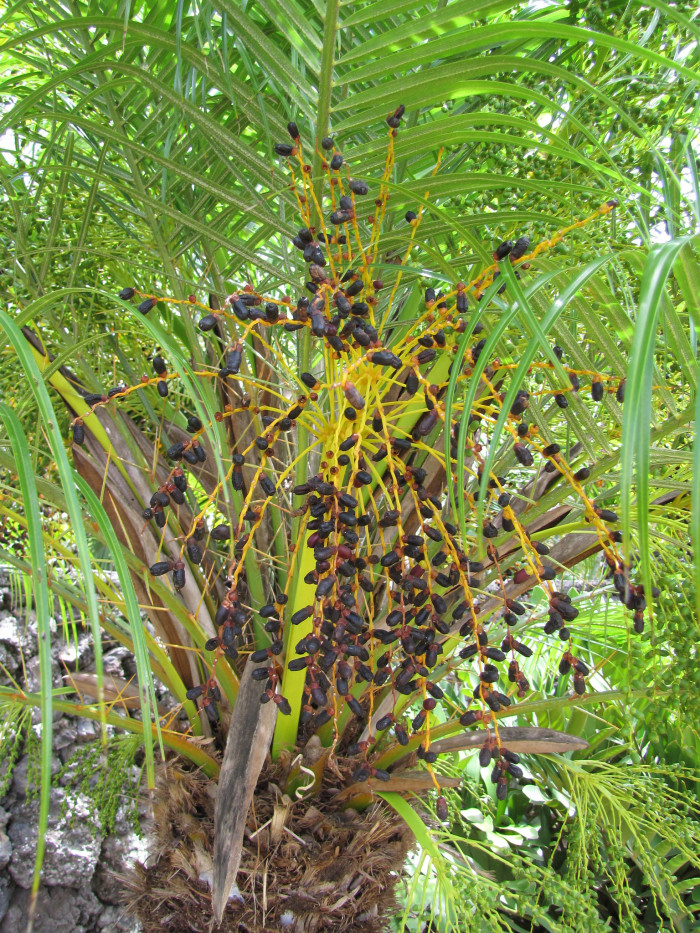 피닉스야자 - Miniature Date Palm, Pygmy Date Palm, Dwarf Date Palm, Phoenix roebelenii O