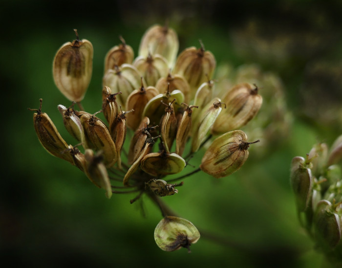아니스 - anise, Aniseed, Anise Burnet Saxifrage, Pimpinella anisum L.