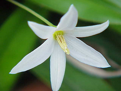 탈보티아 엘레강스 사진 - Talbotia elegans Photos