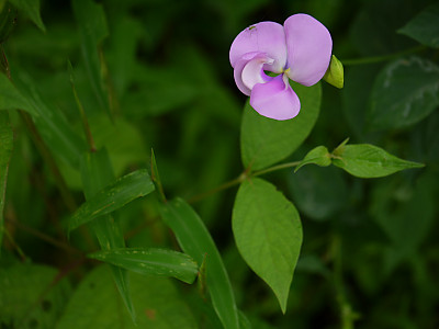 돌동부 사진 - Vigna vexillata var. tsusimensis Matsum. Photos