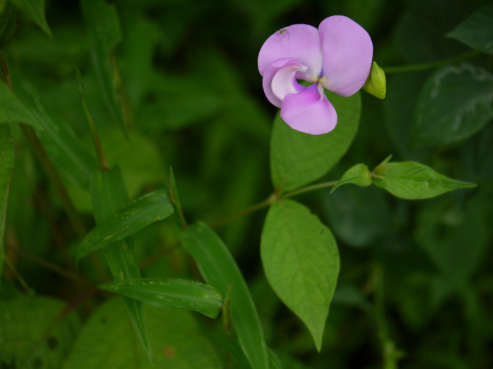 돌동부 - Vigna vexillata var. tsusimensis Matsum.
