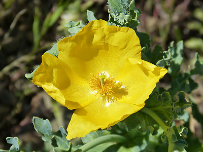 뿔양귀비 사진 - Glaucium flavum Photos