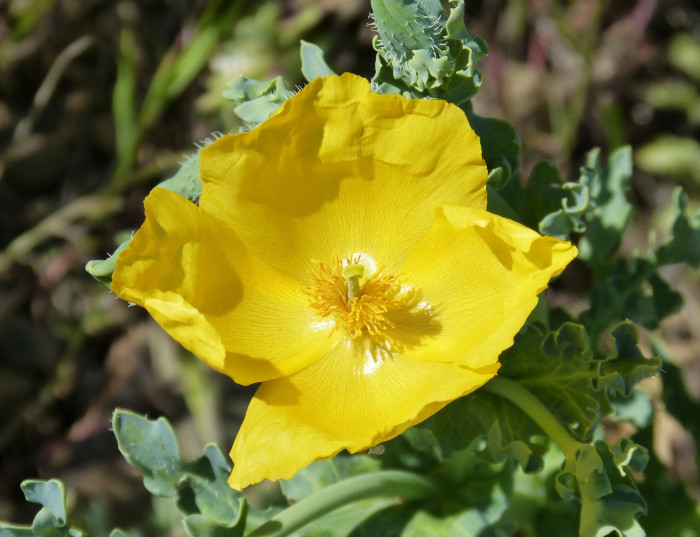 뿔양귀비 - yellow hornpoppy, sea-poppy, yellow horned poppy, Glaucium flavum