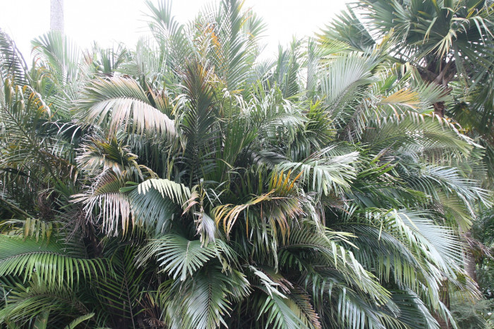 흑죽야자 - Formosan sugar palm, Dwarf Sugar Palm, Arenga engleri Becc.