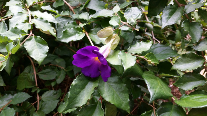 툰베르기아 - Kings mantle, Thunbergia erecta