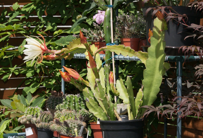 공작선인장 - Epiphyllum spp.