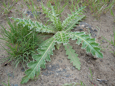 사향엉겅퀴 사진 - Carduus nutans L. Photos