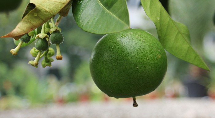 중국유자 - Pomelo, Grape fruit, Citrus grandis