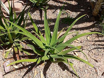 아가베 브락테오사 사진 - Agave bracteosa Photos