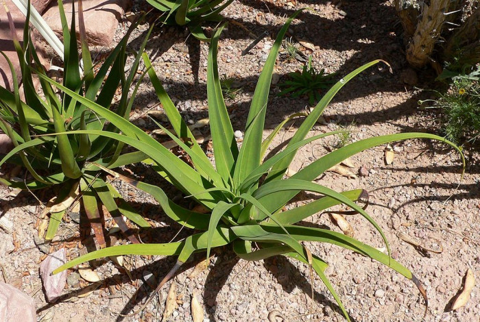 아가베 브락테오사 - Agave bracteosa