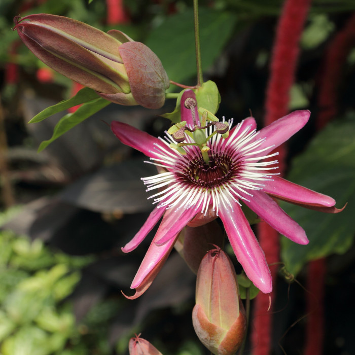 시계초 - passion flower, Passiflora caerulea