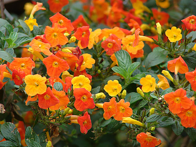 마멀레이드부시 사진 - Streptosolen jamesonii Photos