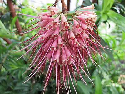 릴리필리 사진 - Syzygium wilsonii Photos